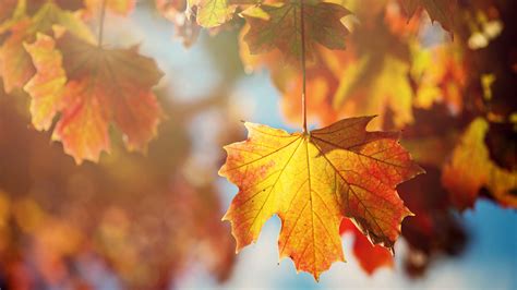 X Maple Autumn Branches Tree Leaves Orange Leaf