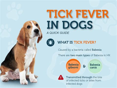 Tick Fever: A Quick Guide — Dr. Lawren Durocher Babek