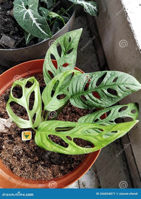 & X22;Janda Bolong& X22; Flowers that Went Viral in Indonesia Stock