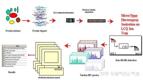 蛋白质谱鉴定 知乎