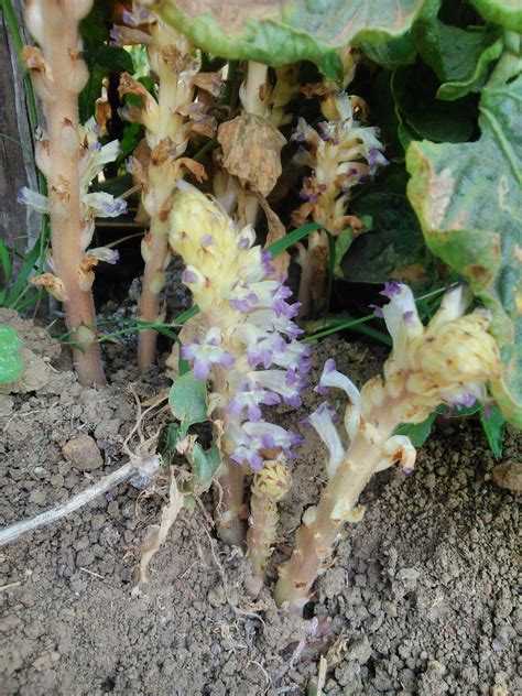 Broomrape (Orobanche sp.) infecting tomato | Species: Possib… | Flickr