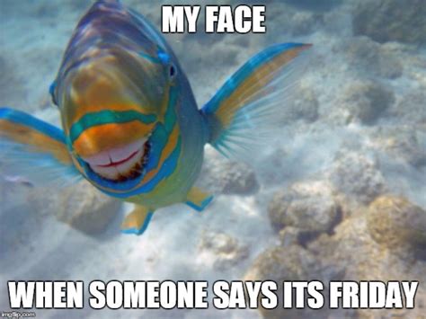 Fish Face Meme - SEA AND FISH