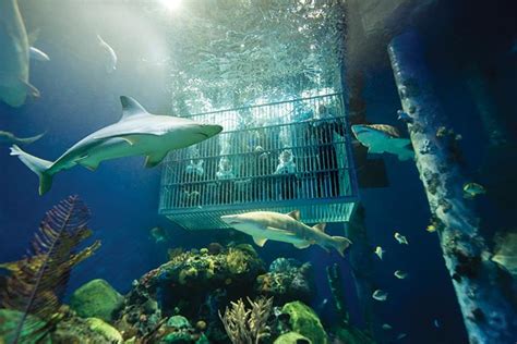 Wonders Of Wildlife Museum And Aquarium Tickets