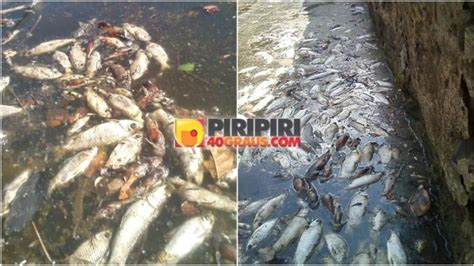 Centenas De Peixes S O Achados Mortos Em Barragem No Interior Do Piau