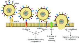 Mechanism Of HSV 1 Entry Into The Host Cell The Initia Open I