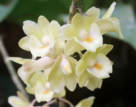 Dendrobium Sanguinolentum Aff1