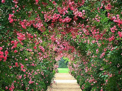 Rose Garden Desktop Wallpapers on WallpaperDog