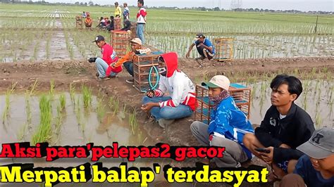 Para Aksi Pelepas Gacor Lomba Merpati Balap Sprint Paling Terdasyat