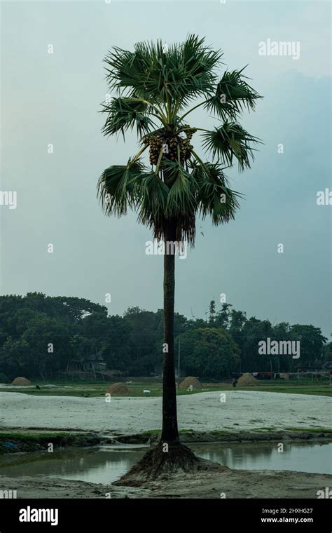 Palmyra Palm Borassus Flabellifer Is A Native Of Tropical Africa But Cultivated And Naturalized