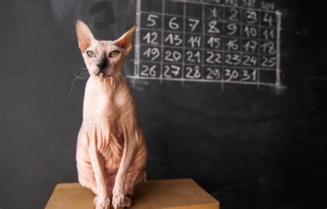 Коя е котката на Шрьодингер - Котки - DogsAndCats.bg