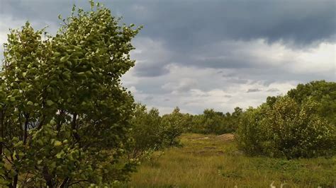 Wind Blowing Trees In Forest