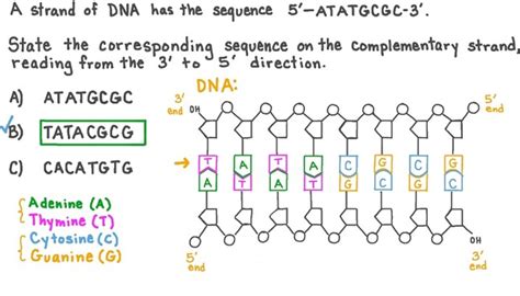 If A Portion Of A Strand Of Dna Bases Reads Agctag Nursing Exam