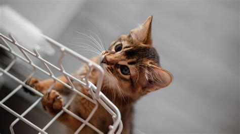 Separation Anxiety In Cats Vets Guide To Signs And How To Help