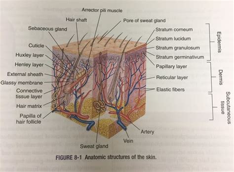 Chapter Seidel Skin Hair Nails Flashcards Quizlet