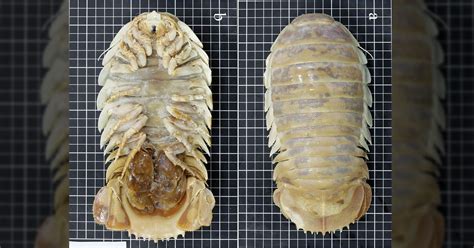 Photos of an Newly Discovered Species of Large Deep-Sea Isopod | PetaPixel
