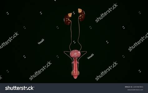 Anterior View Male Urogenital System D Rendering Stock Illustration