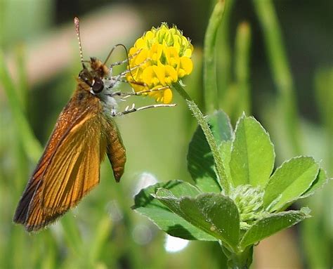 Least Skipper From Tweed ON Canada On June 6 2024 At 02 16 PM By Joe