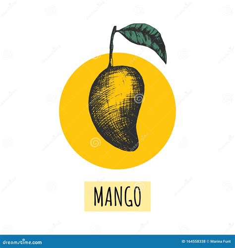 Stock Vector Illustration With Mango Fruit Creative Template With 1