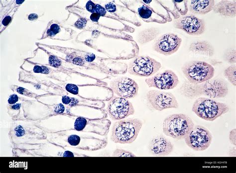 Mitosis Prophase Microscope