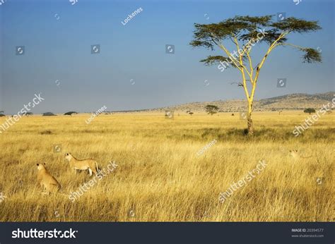 Lion Pride Hunting African Plains Stock Photo (Edit Now) 20394577