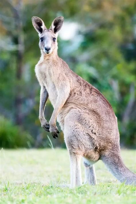 How High Can Kangaroos Jump? - Natural World Life