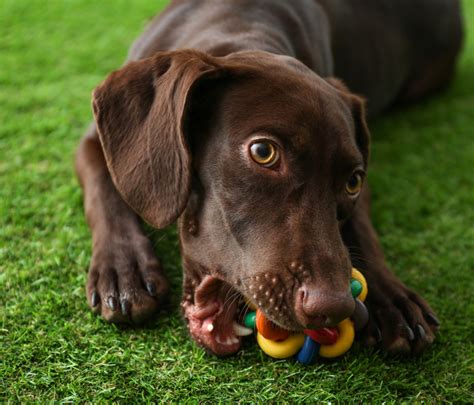 5 Things To Know About Artificial Grass and Your Pets | Easigrass ...