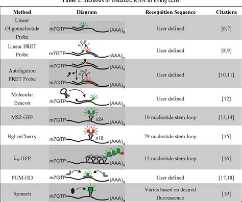 Table 1 From Application Of Live Cell RNA Imaging Techniques To The