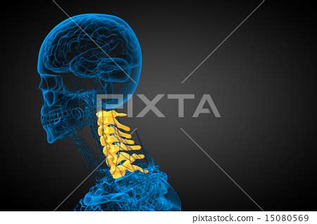 3d Render Illustration Of The Cervical Spine Stock Illustration