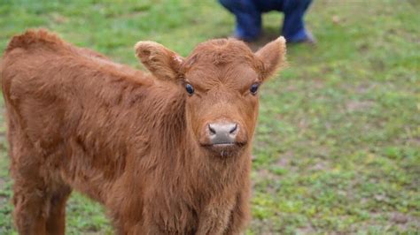 Baby Cow Becomes Class Pet After Mother Can't Care For Her