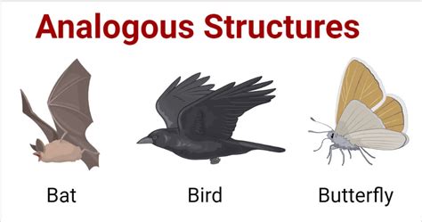 Homologous And Analogous Structures Differences And Importance