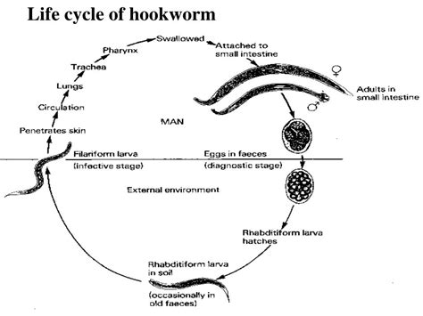 Ppt Understanding Hookworms Parasitic Infection Overview Powerpoint