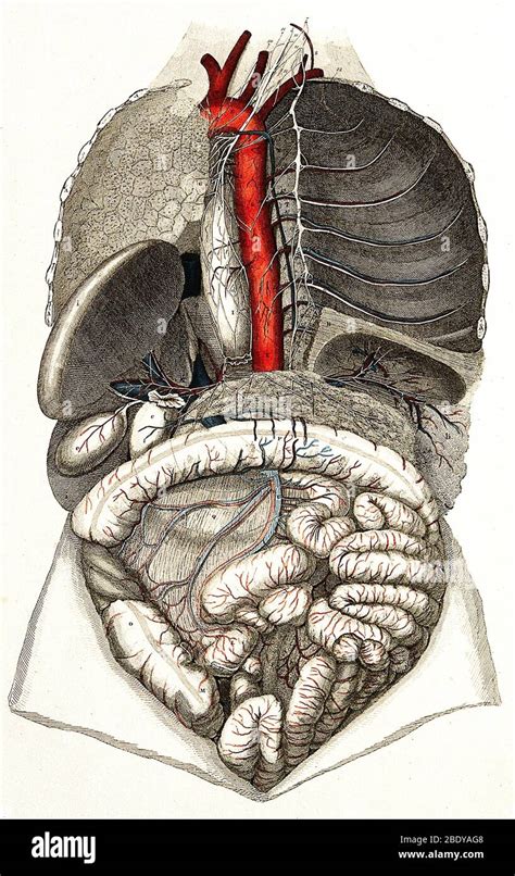 Quali Sono La Trachea Immagini E Fotografie Stock Ad Alta Risoluzione