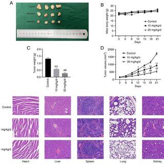 Ctab Inhibits Osteosarcoma Cell Proliferation And Induces Cell Cycle