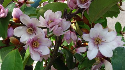 Map Melbourne Street Trees 156 Fairy Magnolia