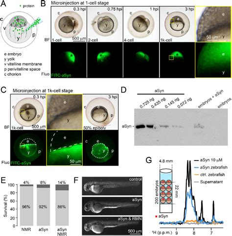 Analysis Of Asyn Microinjected In Live Zebrafish Embryos A Schematic