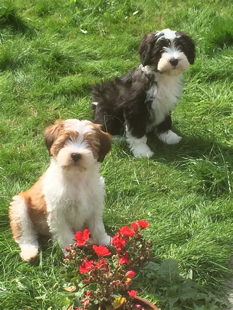 Pet Gallery – Araki Tibetan Terriers