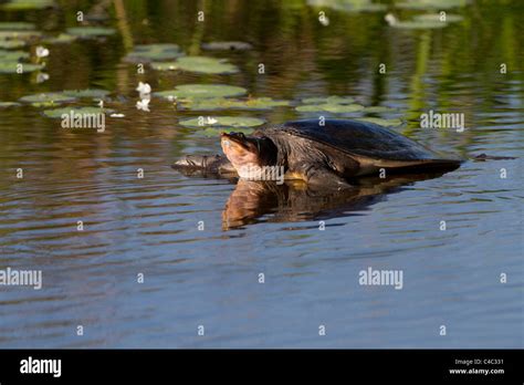 Florida Softshell Turtle Apalone Ferox Stock Photo Alamy