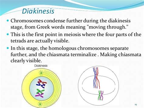 Meiosis