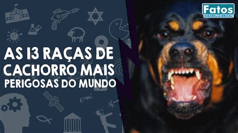 As Ra As De Cachorro Mais Perigosas Do Mundo