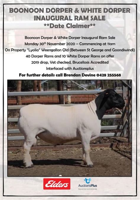 Dorper Sheep Society Australia Boonoon Dorper And White Dorper