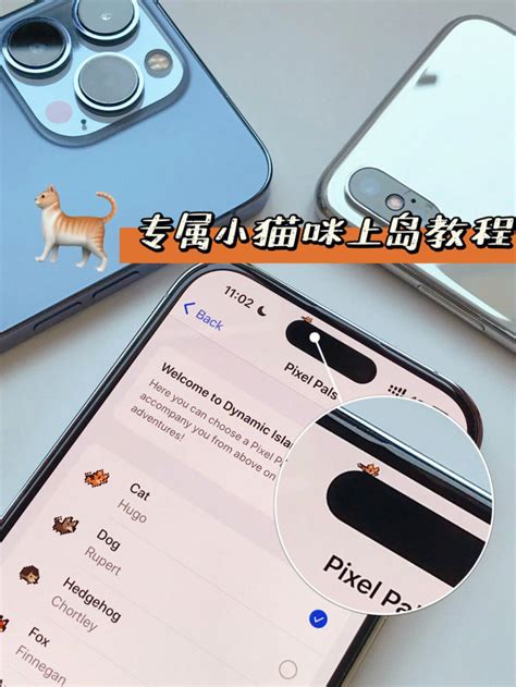 苹果iphone怎么样 Iphone14灵动岛宠物🦄专属小猫咪上岛教程 什么值得买