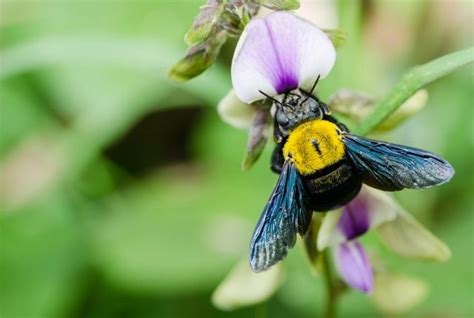 Why you need to plug up carpenter bee holes - Pest Control Burlington