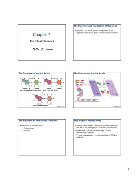 Chapter 7 Microbial Genetics By Dr St Laurent