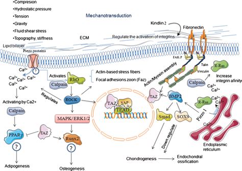 The Proposed Schematic Diagram For Mechanically Related Signaling