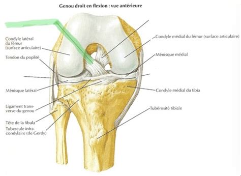 Arthrologie l articulation du genou fémoro tibiale Flashcards Quizlet