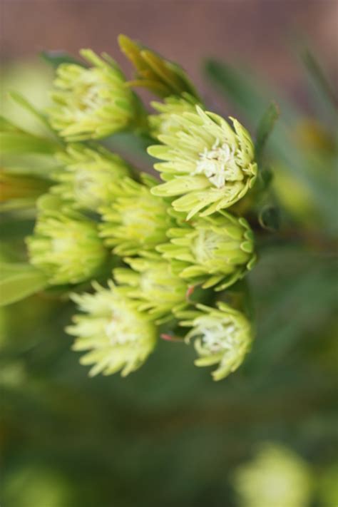 African Plants A Photo Guide Aulax Umbellata Thunb R Br