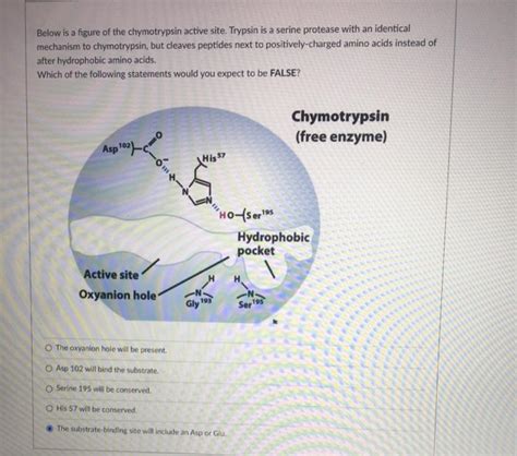 Solved Below Is A Figure Of The Chymotrypsin Active Site