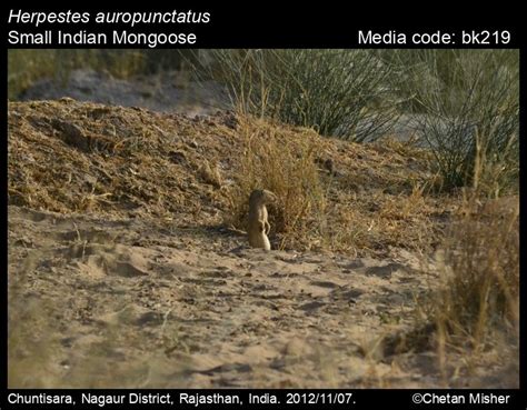 Herpestes Auropunctatus Hodgson 1836 Small Indian Mongoose Mammals