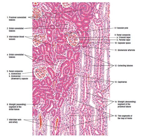 Urinary System