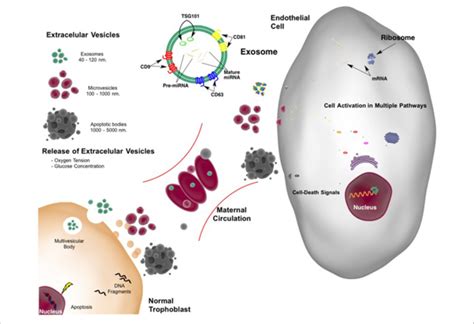 Extracellular Vesicles Released From Placenta In Normal Pregnancy Download Scientific